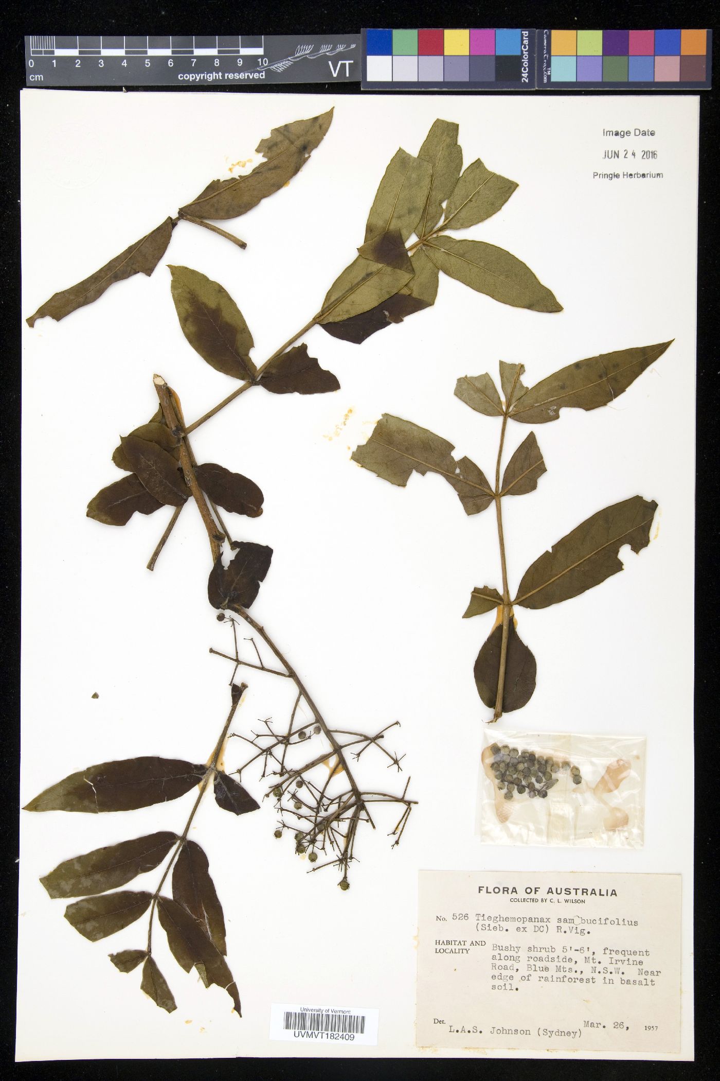 Tieghemopanax image