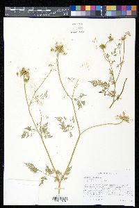 Aethusa cynapium image