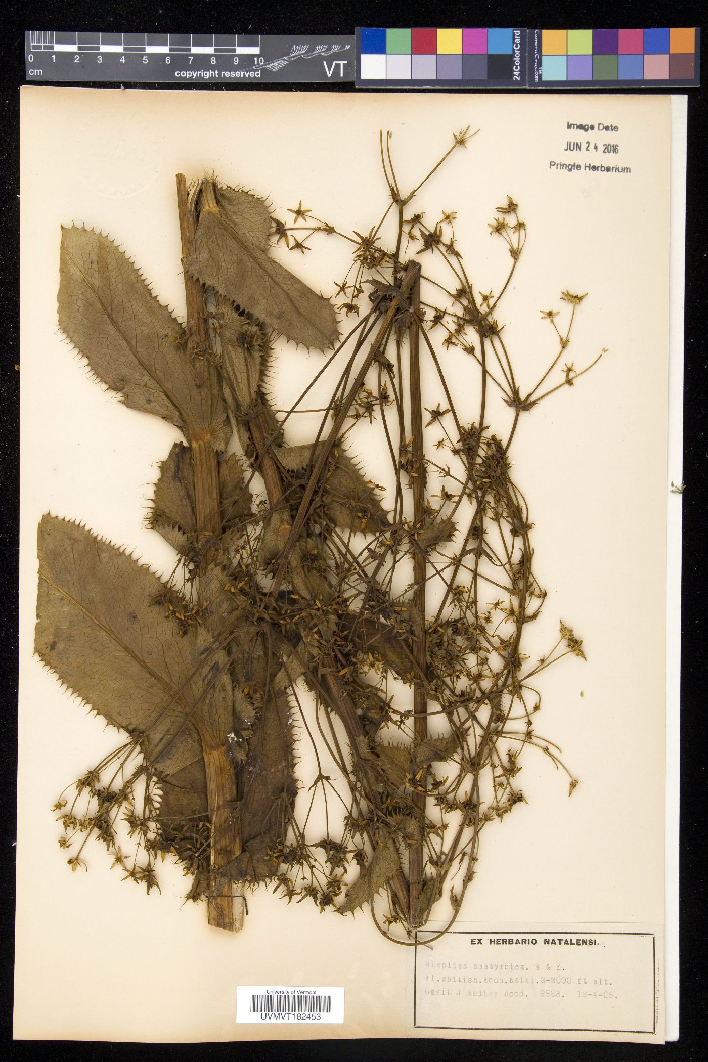 Alepidea image