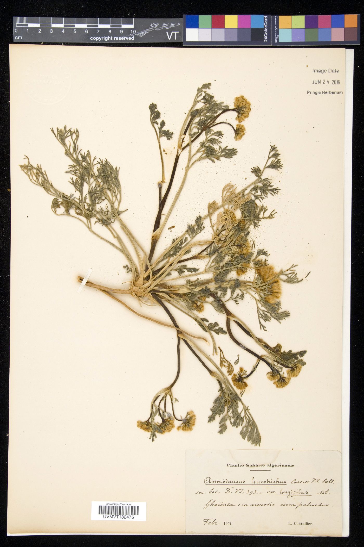 Ammodaucus image