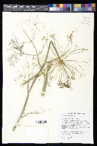 Anethum graveolens image