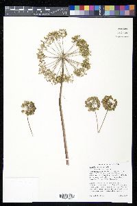 Angelica atropurpurea image