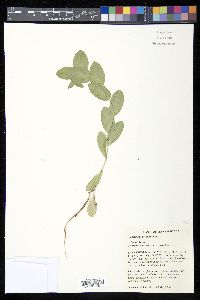 Bupleurum rotundifolium image