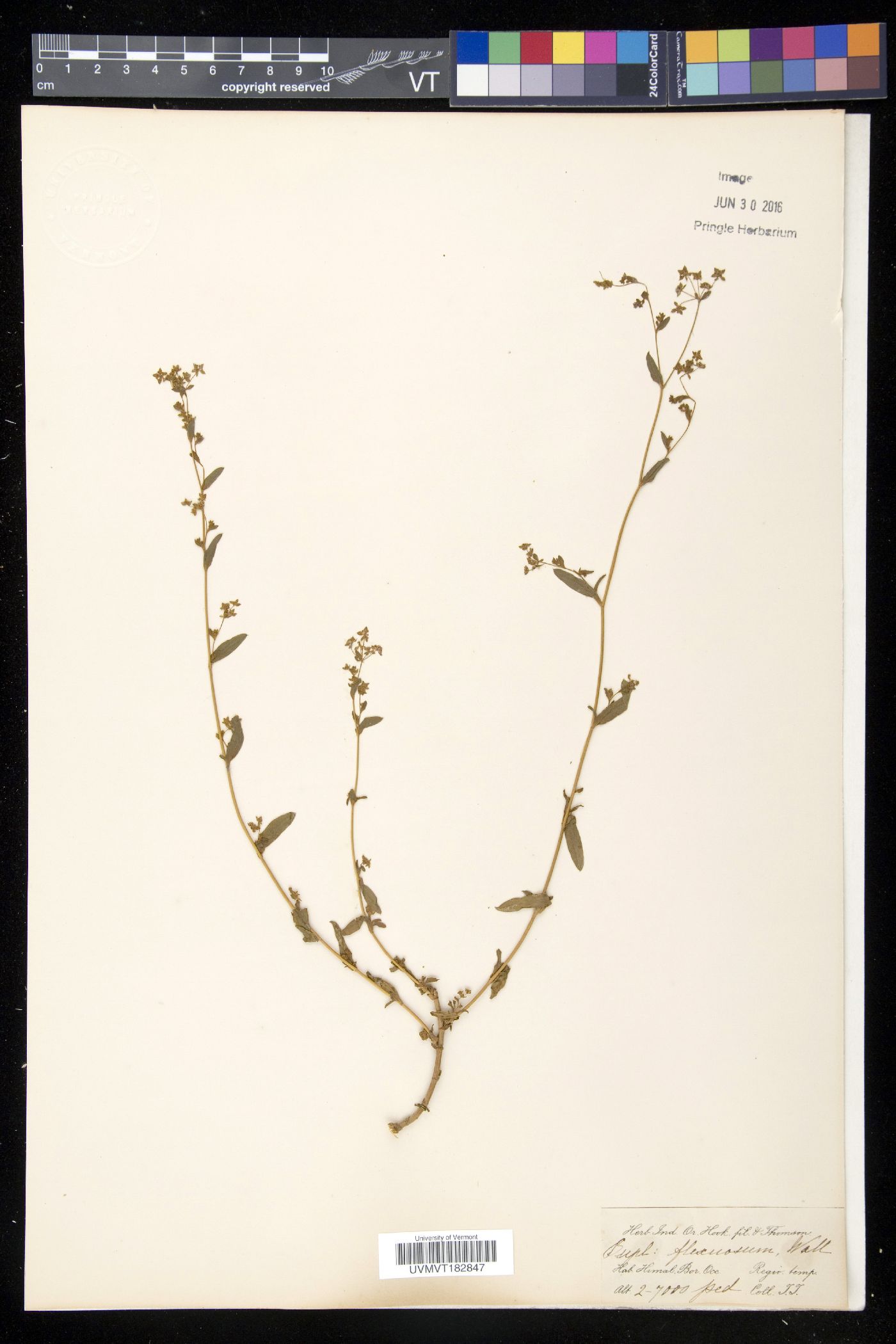 Bupleurum flexuosum image