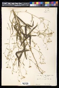 Bupleurum falcatum image