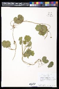 Hydrocotyle mexicana image