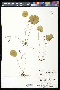 Hydrocotyle verticillata var. verticillata image