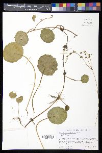 Hydrocotyle verticillata image