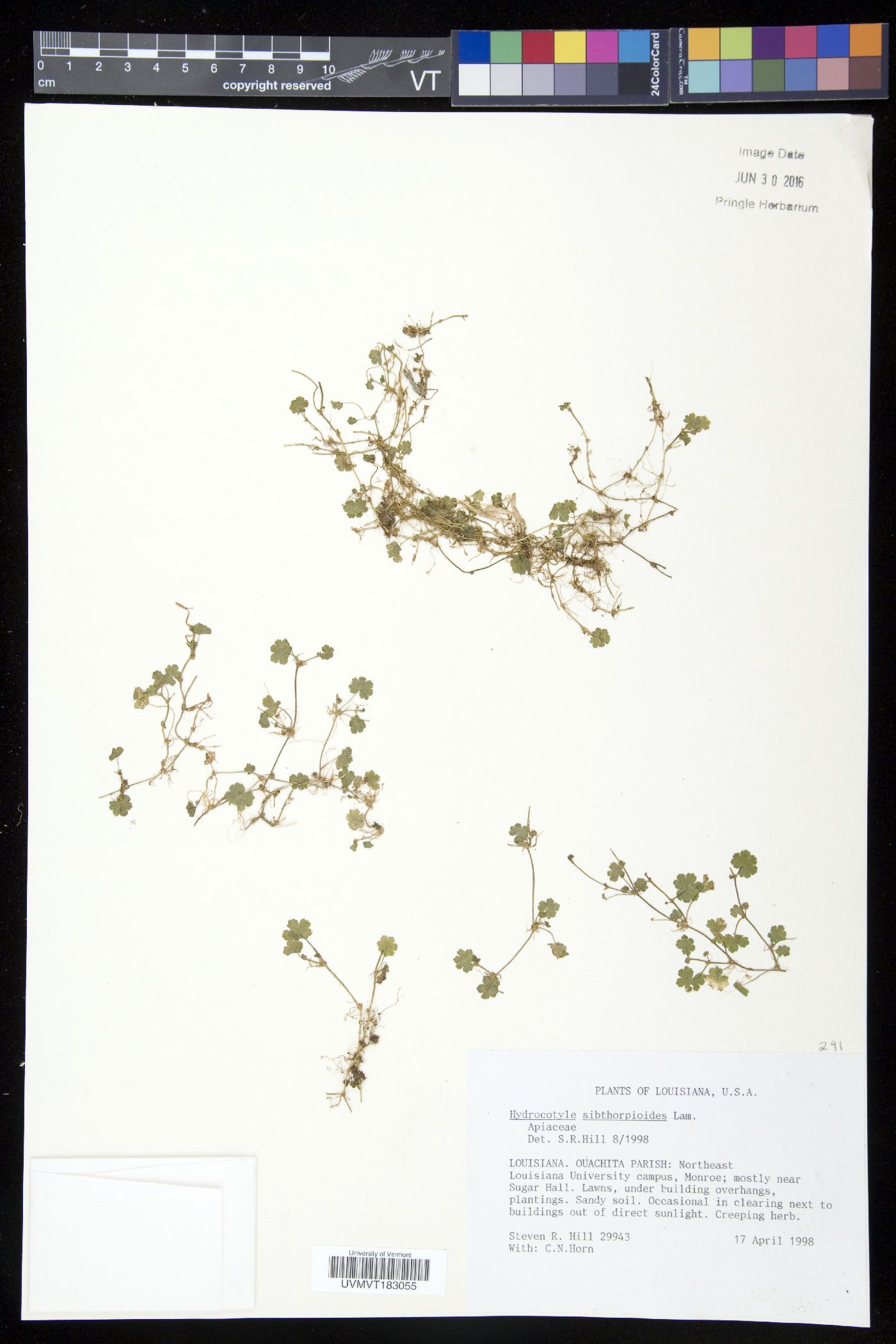 Hydrocotyle sibthorpioides image