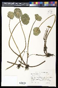 Hydrocotyle ranunculoides image