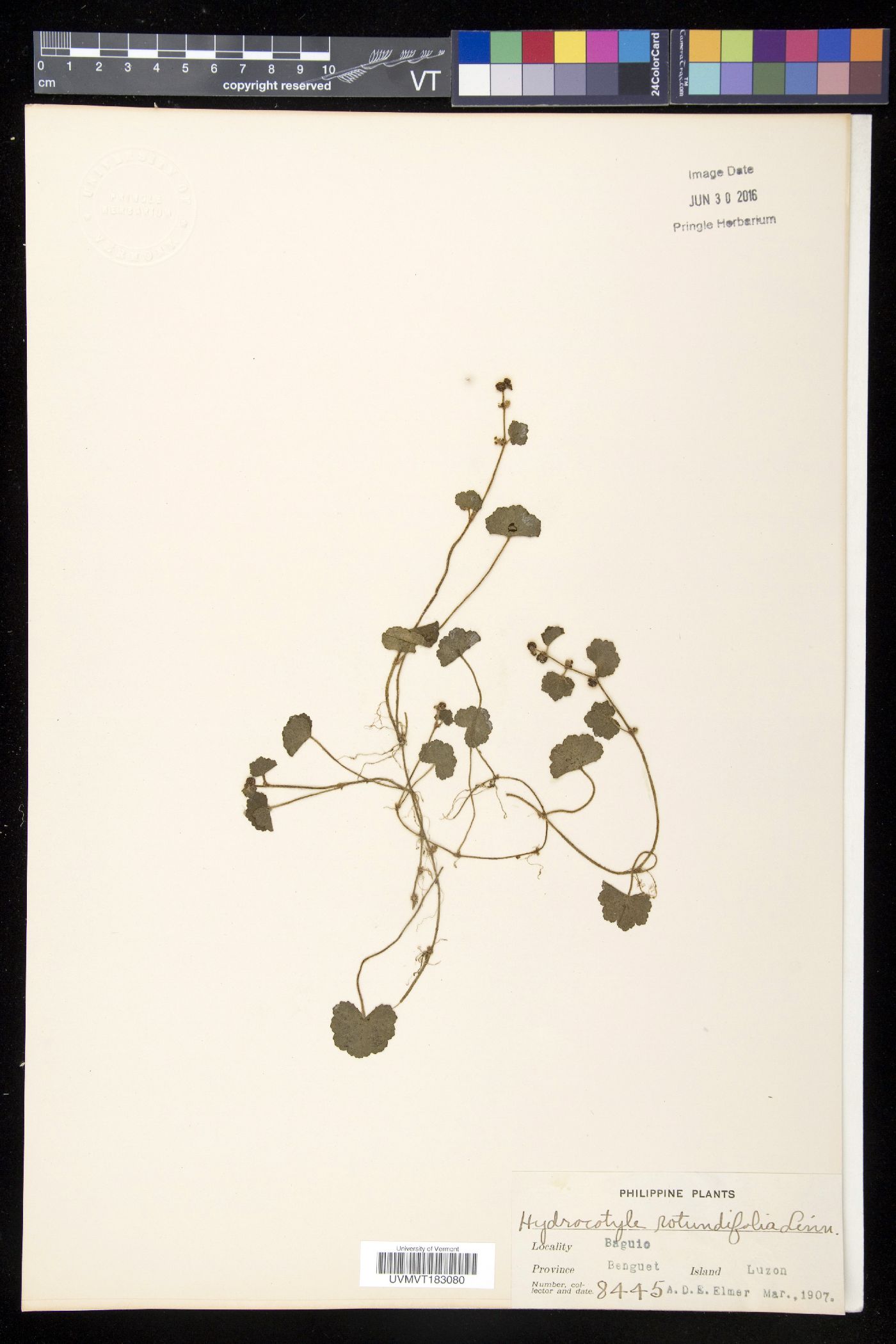 Hydrocotyle rotundifolia image