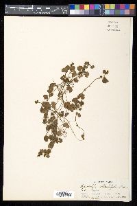 Hydrocotyle rotundifolia image