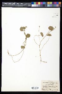 Hydrocotyle maritima image