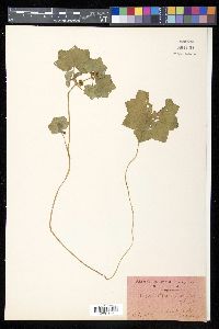 Hydrocotyle javanica image