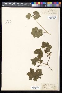 Hydrocotyle javanica image