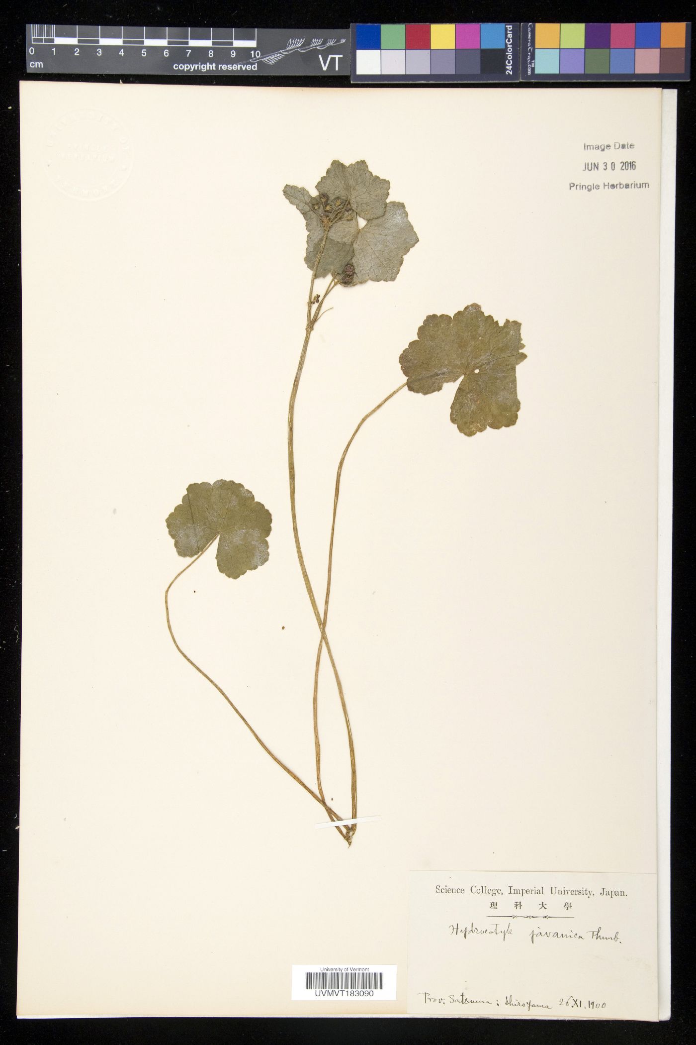 Hydrocotyle javanica image