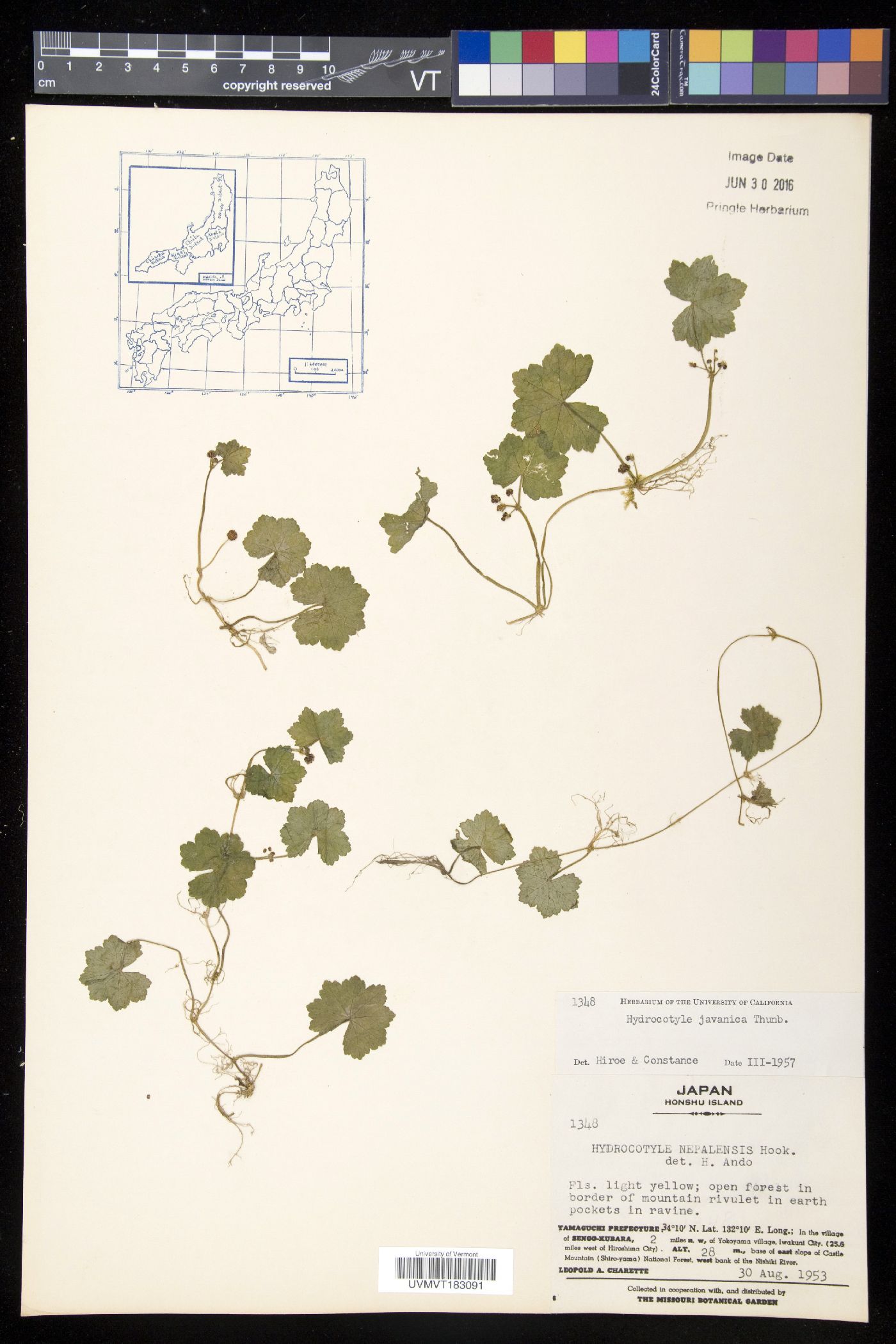 Hydrocotyle javanica image
