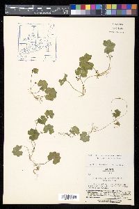 Hydrocotyle javanica image