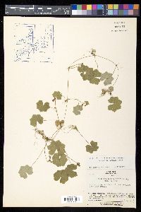 Hydrocotyle javanica image