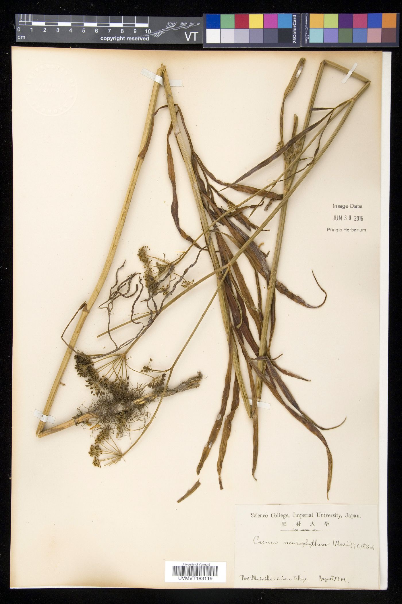 Pterygopleurum neurophyllum image