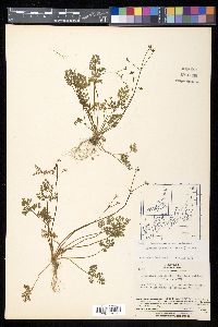 Aegopodium decumbens image