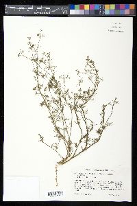 Cyclospermum leptophyllum image