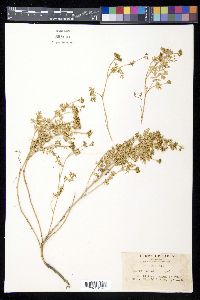 Cnidium japonicum image
