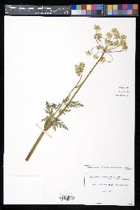 Conioselinum scopulorum image