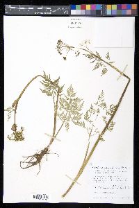Conioselinum scopulorum image