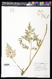 Conioselinum scopulorum image