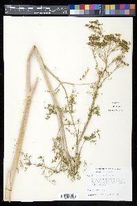 Conium maculatum image