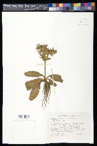 Eryngium foetidum image
