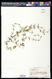 Eryngium prostratum image