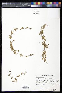 Eryngium prostratum image