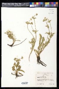 Eryngium serratum image