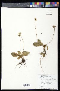 Eryngium scaposum image