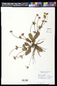 Eryngium scaposum image