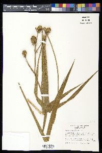 Eryngium yuccifolium image
