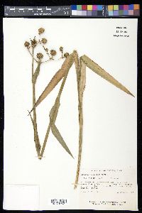 Eryngium yuccifolium image