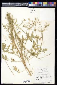 Eurytaenia texana image