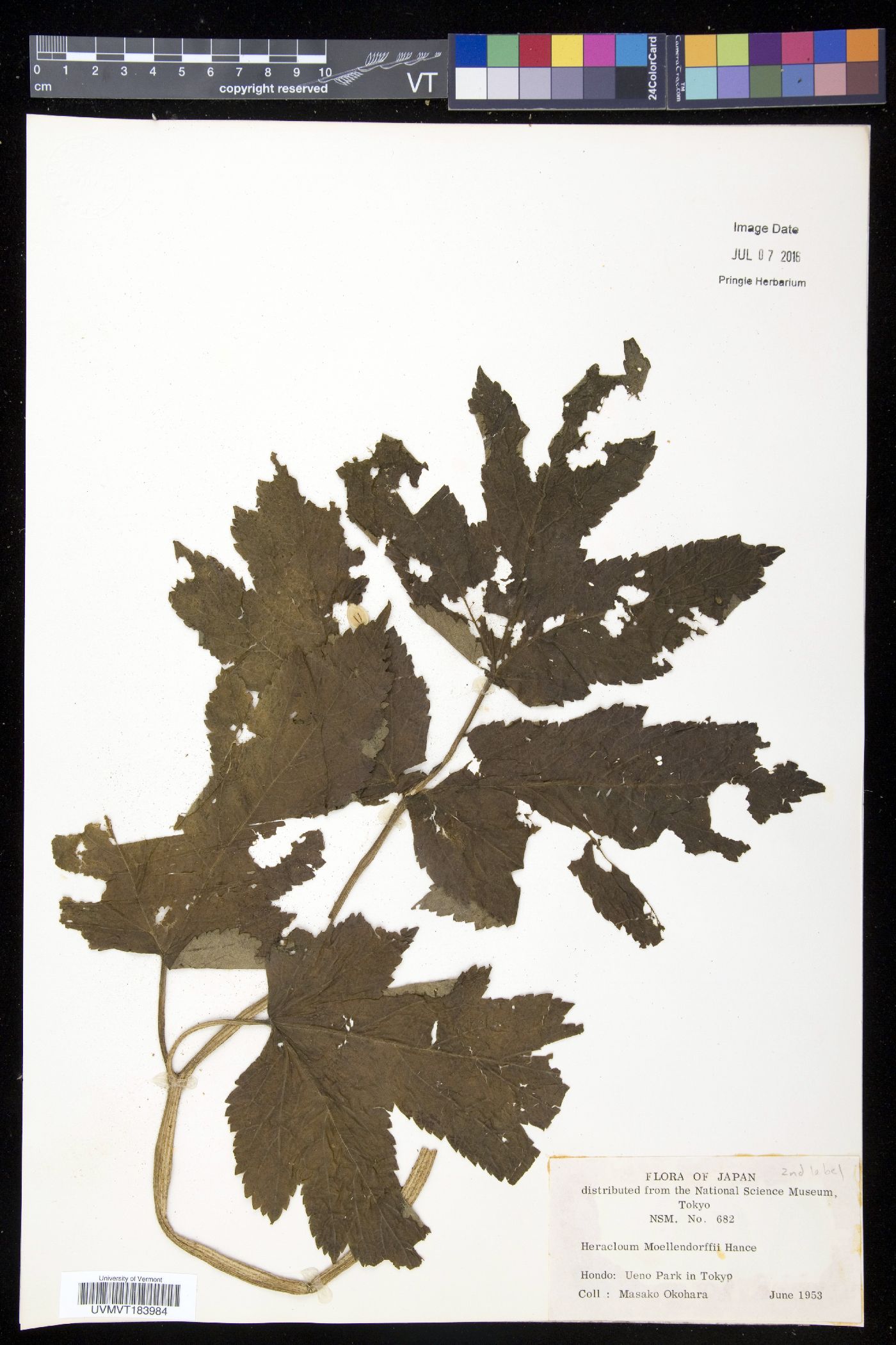 Heracleum moellendorffii image