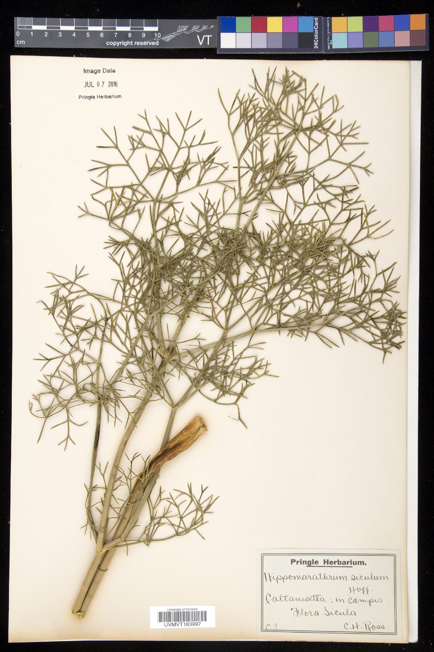 Hippomarathrum image