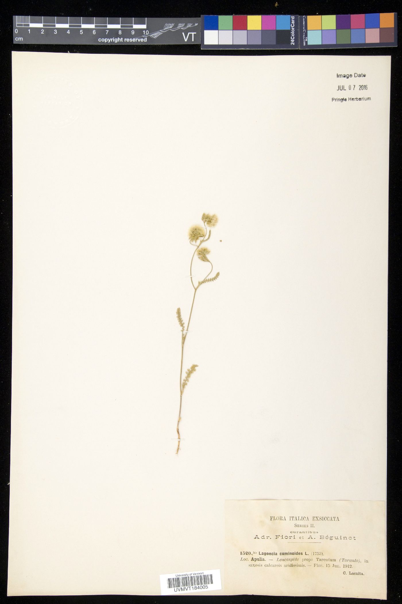 Lagoecia image