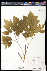 Ligusticum canadense image