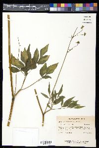 Ligusticum canadense image