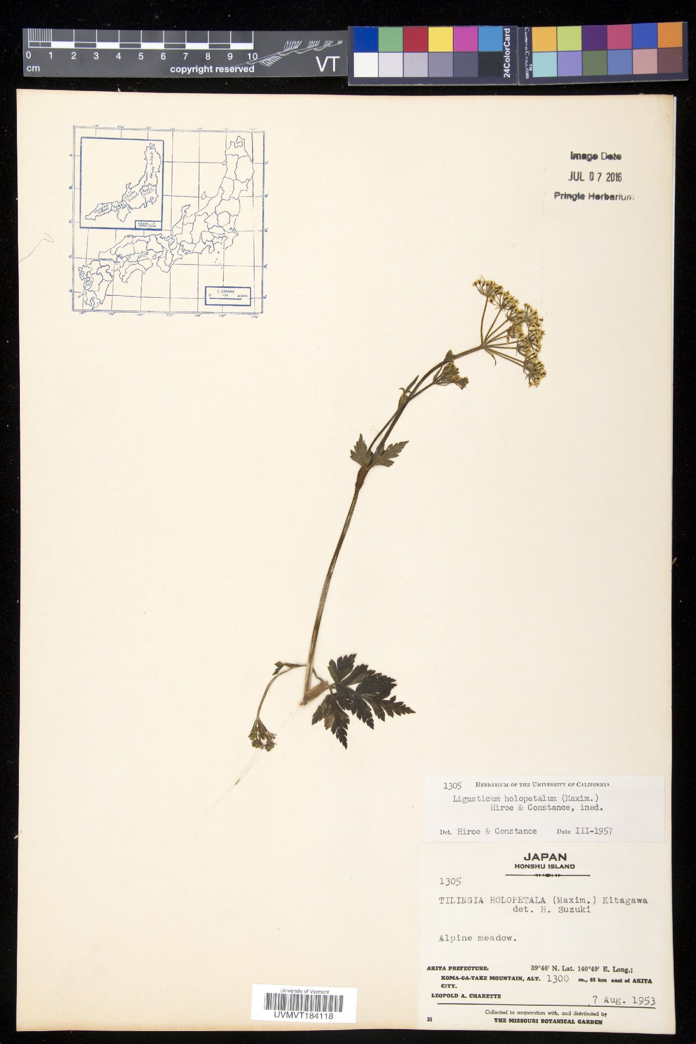 Tilingia holopetala image