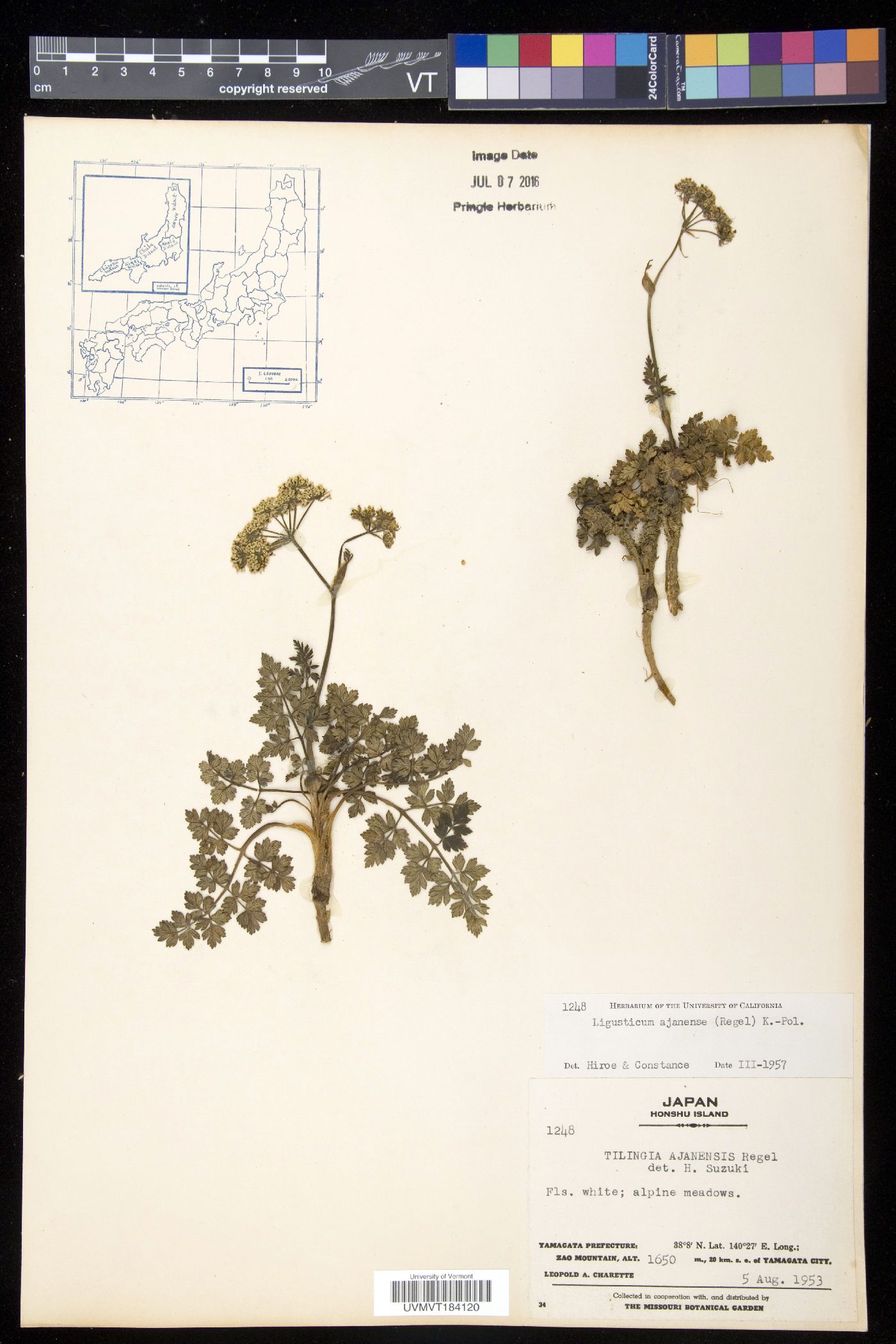 Tilingia ajanense image