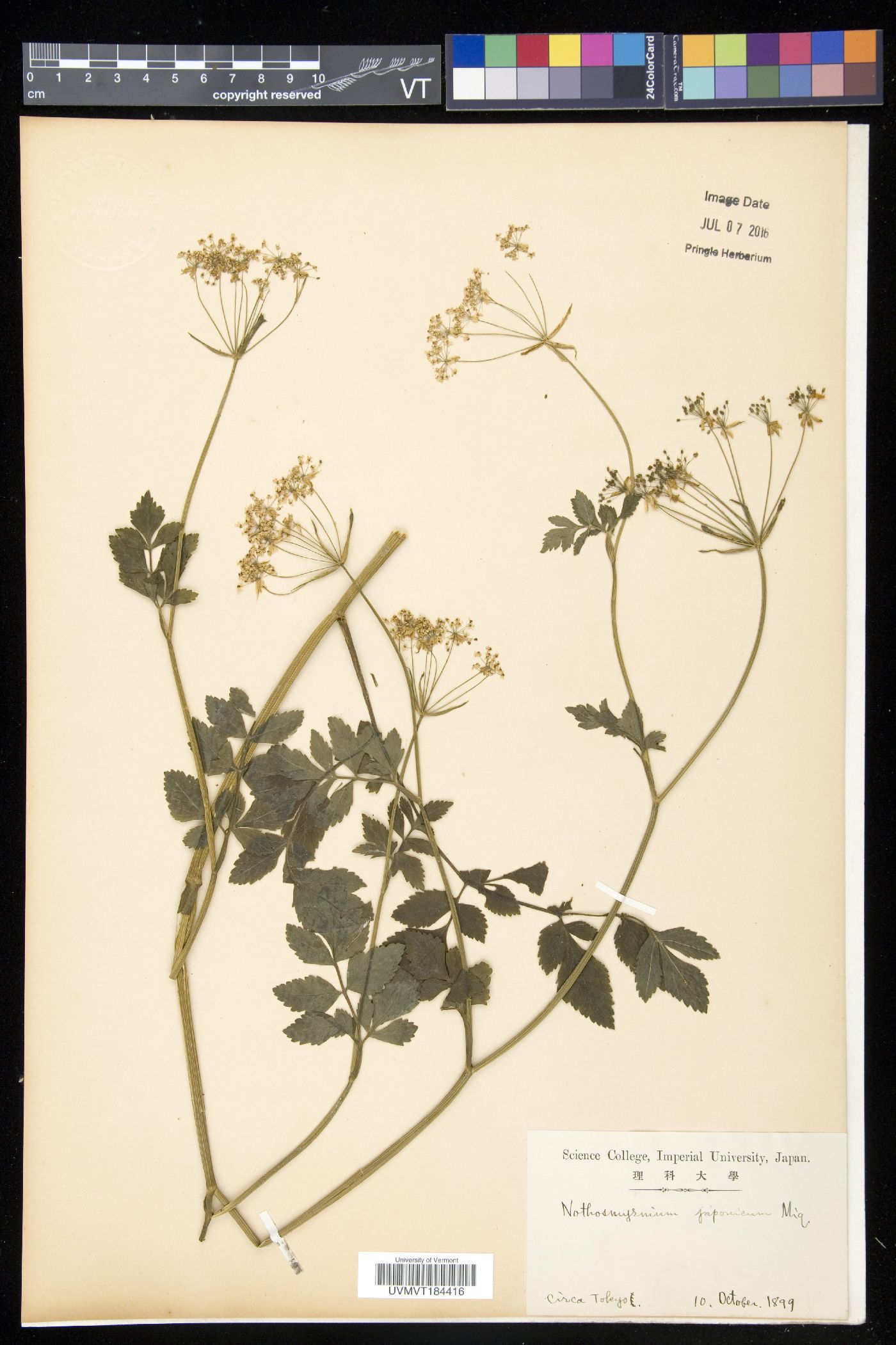 Nothosmyrnium japonicum image