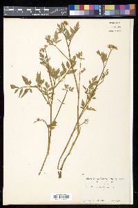 Oenanthe stolonifera image