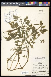 Oenanthe javanica image